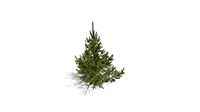 Realistic HD Black spruce (1/38)