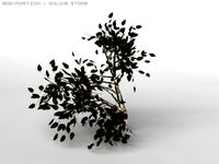 Birsch tree 3D Model