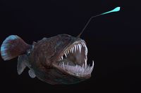 Animated Angler Fish monkfish
