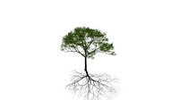 Realistic HD Chinaberry tree (2/30)