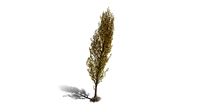 Realistic HD Black poplar (37/105)