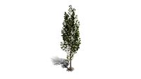 Realistic HD Black poplar (1/105)