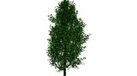 Cypress Oak Tree #03