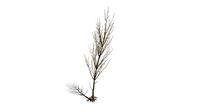 Realistic HD Black poplar (41/105)