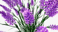 Selloana Flower 3d model