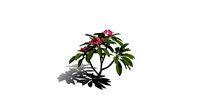 Realistic HD Frangipani tree (16/50)