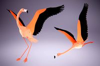 Low Poly Bird: Flamingo