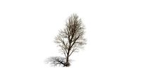 Realistic HD Black poplar (45/105)