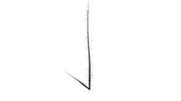 Realistic HD Black spruce (34/38)