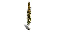 Realistic HD Lombardy poplar (21/75)