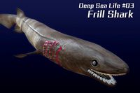 Frill Shark