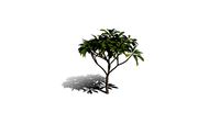 Realistic HD Frangipani tree (32/50)