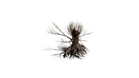 Realistic HD Black poplar (102/105)