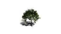 Realistic HD Lemon tree (21/30)