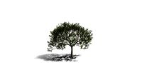 Realistic HD Lemon tree (24/30)