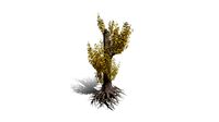 Realistic HD Lombardy poplar (67/75)