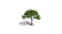 Realistic HD Chinese flame tree (12/20)