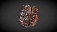 Ground Scatter Seed 03
