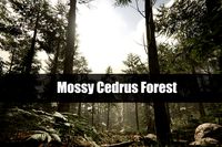 Mossy Cedrus Forest