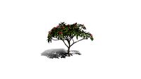 Realistic HD Frangipani tree (8/50)