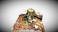 Treestump with mushrooms
