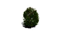 Realistic HD Red horse chestnut (5/30)