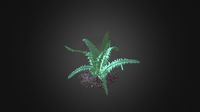 Fern (Dicksonia antarctica)