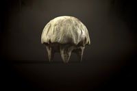Mushroom Monster1