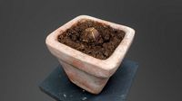 Avocado kernel in flower pot