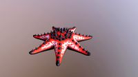 SM_Chocolate_Chip_Sea_Star