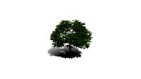 Realistic HD Red horse chestnut (21/30)