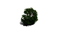 Realistic HD Red horse chestnut (23/30)