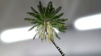 Coconut tree plant with animation