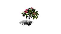 Realistic HD Frangipani tree (1/50)