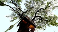 Tree Fort