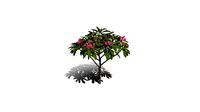 Realistic HD Frangipani tree (22/50)
