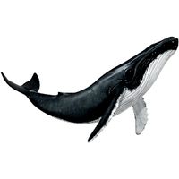 Humpback Whale