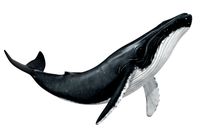 Humpback Whale (Animated)