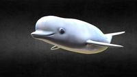 Beluga Whale