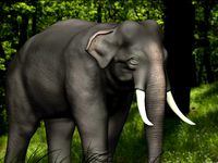 Elephant