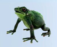 Green Frog