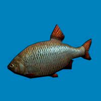 poisson