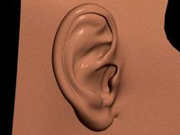ear