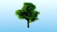 broadleave tree