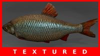 Rudd Fish