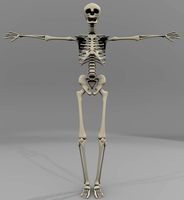 Skeleton