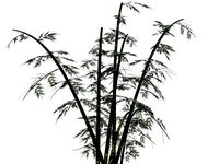 bamboo tree