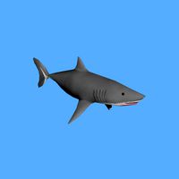 Shark