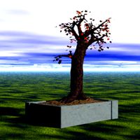 Bonsai 1