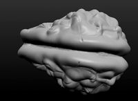 Brain